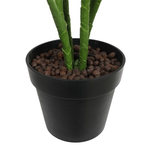 Potted Bird of Paradise
