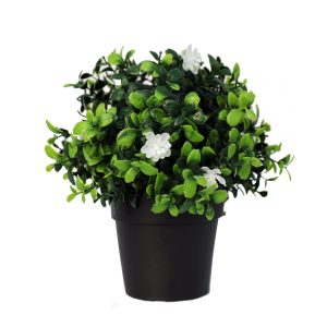 UV protected flowering plant